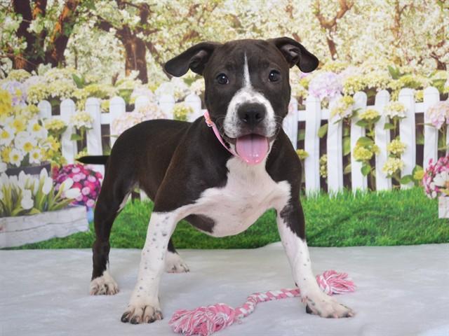 Enlarge AMOUR, a Adoptable mixed breed in Oroville, CA image 1/1