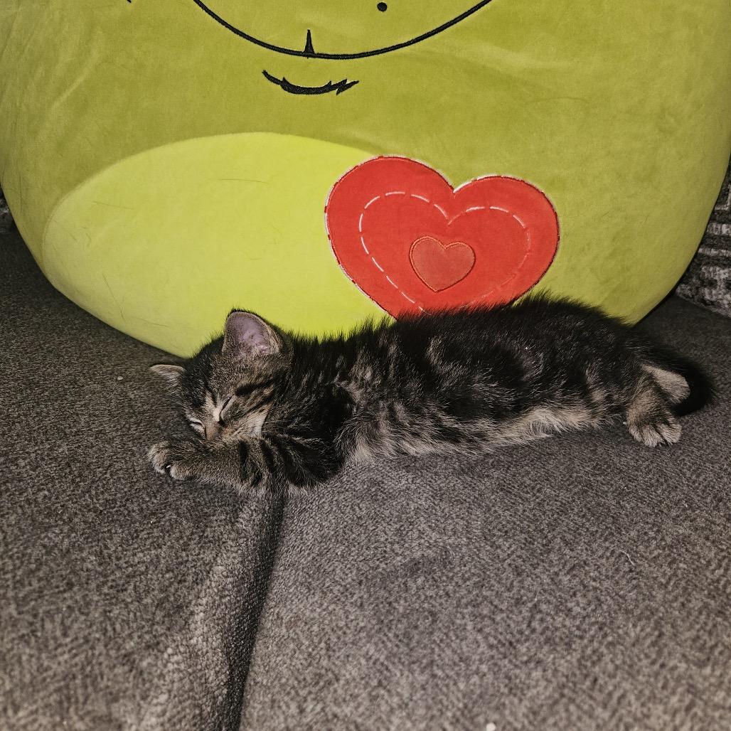 Screamy, Adoptable, Kitten Male Domestic Short Hair.