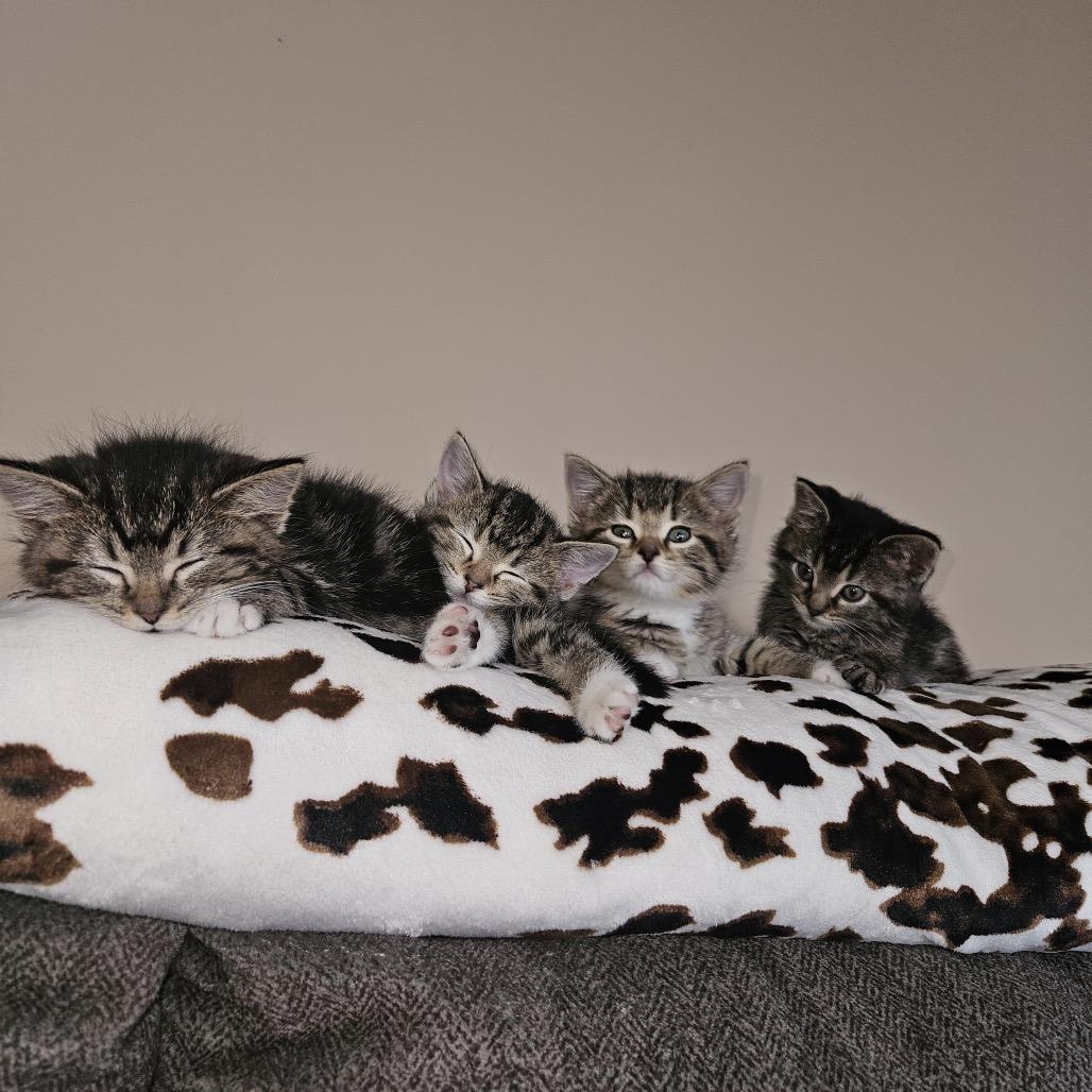 Enlarge Screamy, a Adoptable Domestic Short Hair in Columbia, MO image 2/3