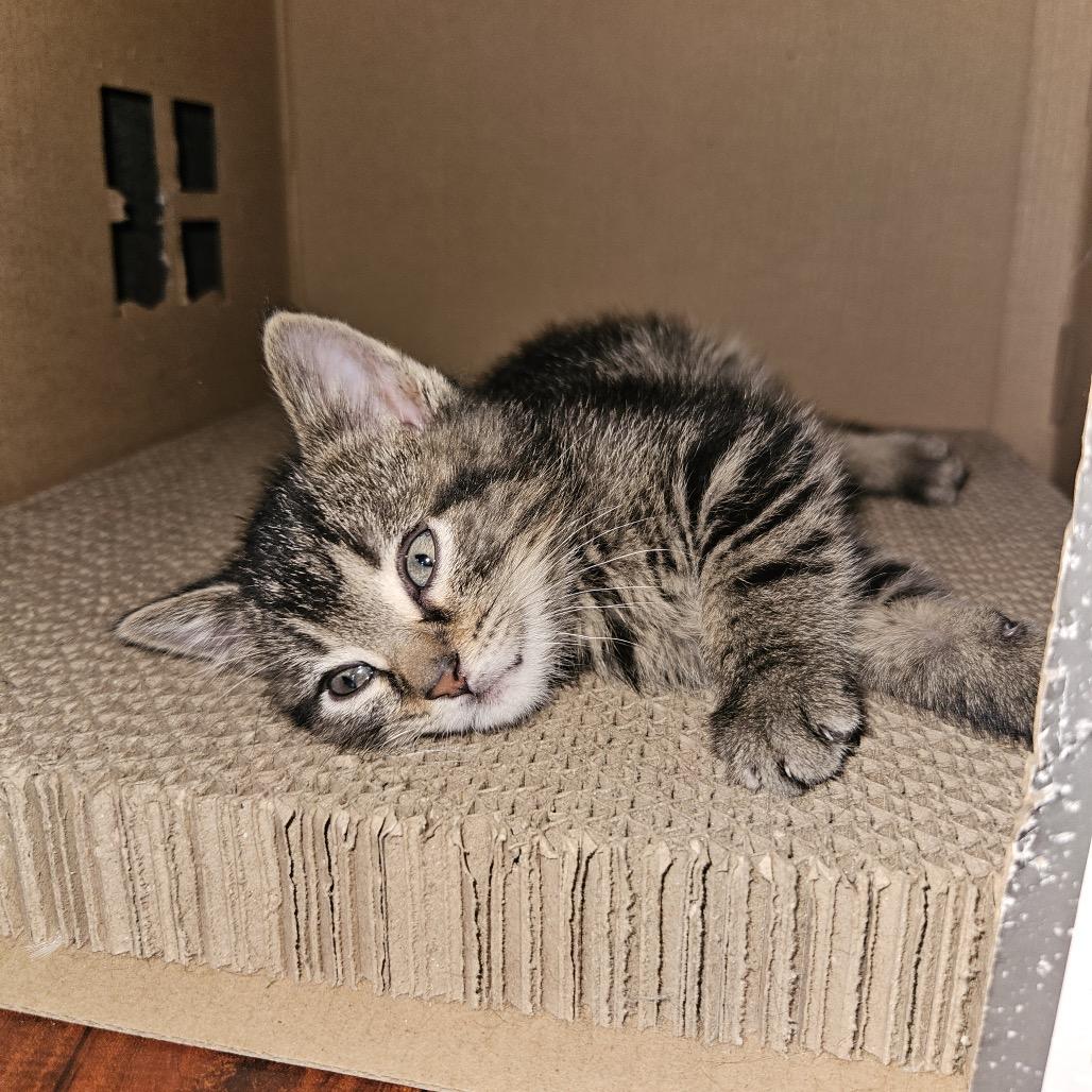 Enlarge Screamy, a Adoptable Domestic Short Hair in Columbia, MO image 3/3