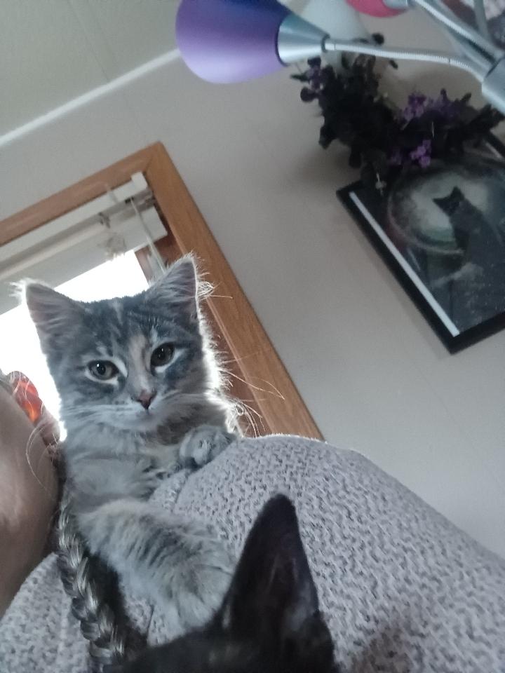 Fawn, Adoptable, Kitten Female American Shorthair.