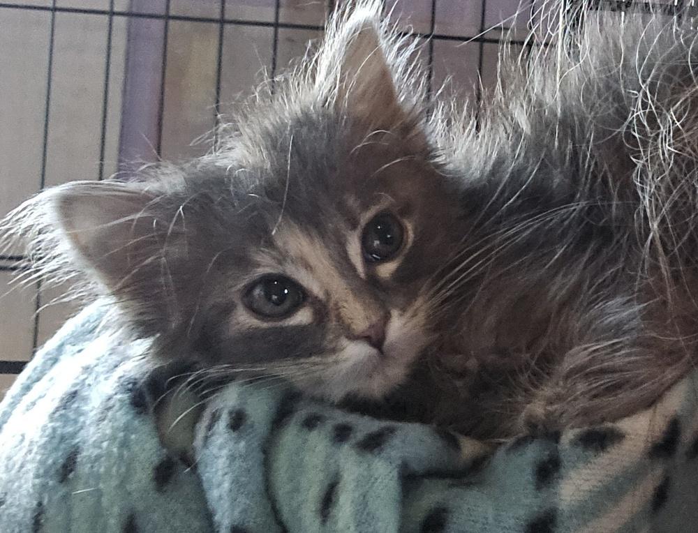 Enlarge Fawn, a Adoptable American Shorthair in La valle, WI image 2/3