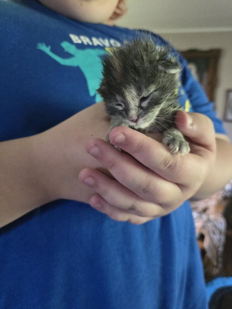 Enlarge Fawn, a Adoptable American Shorthair in La valle, WI image 3/3