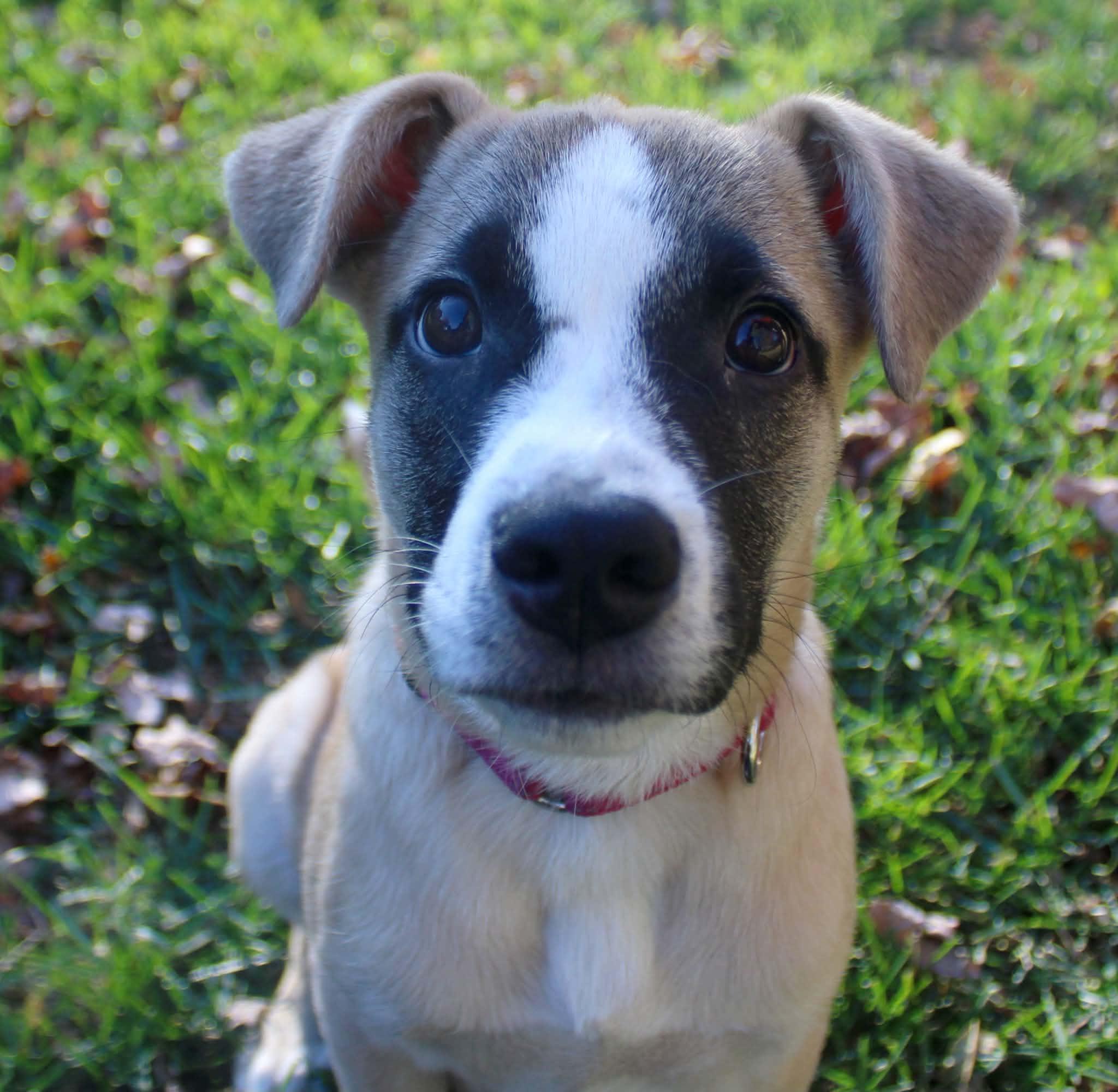 Enlarge Clark, a Adoptable Mixed Breed in Grand Rapids, MI image 2/4