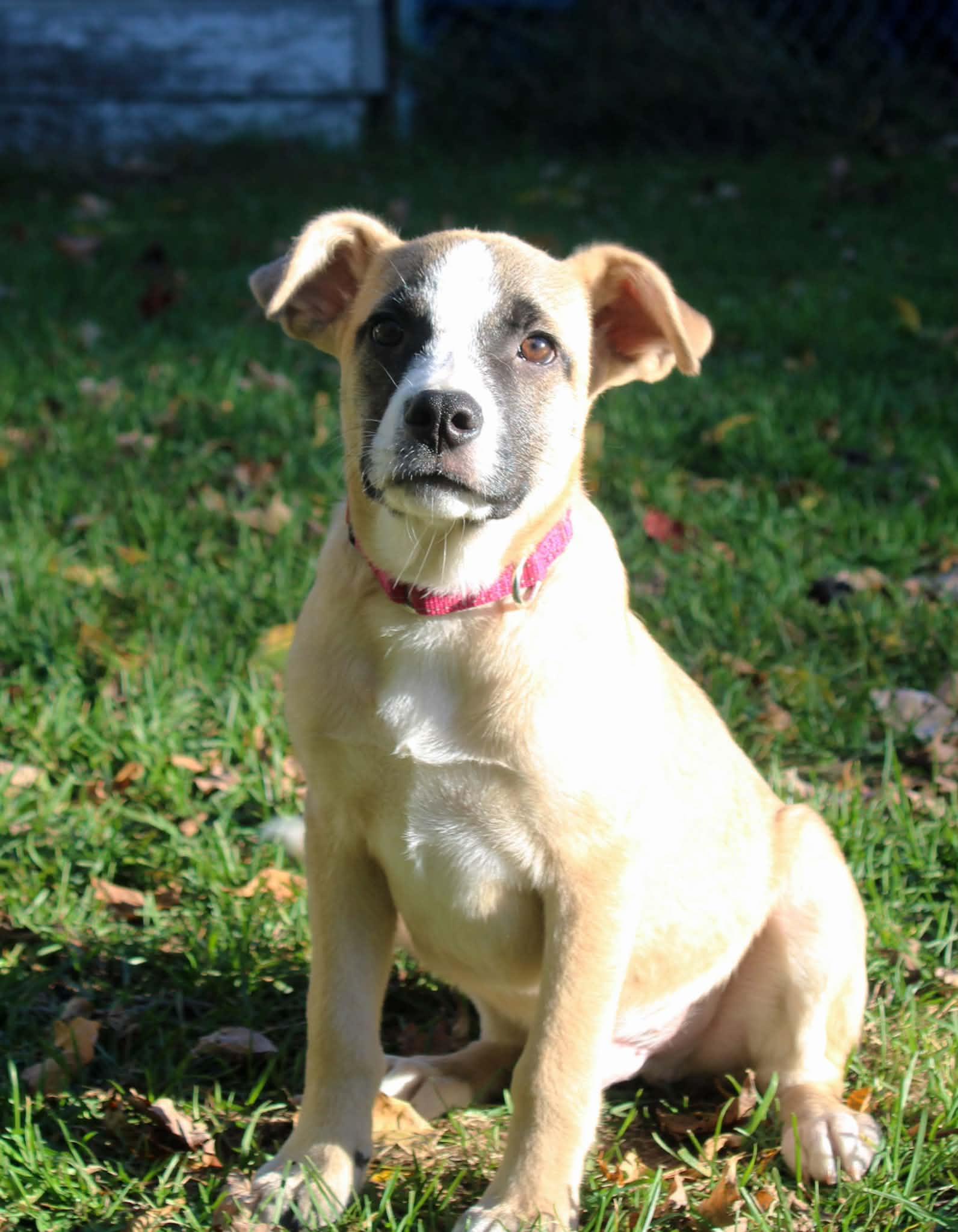 Enlarge Clark, a Adoptable Mixed Breed in Grand Rapids, MI image 4/4