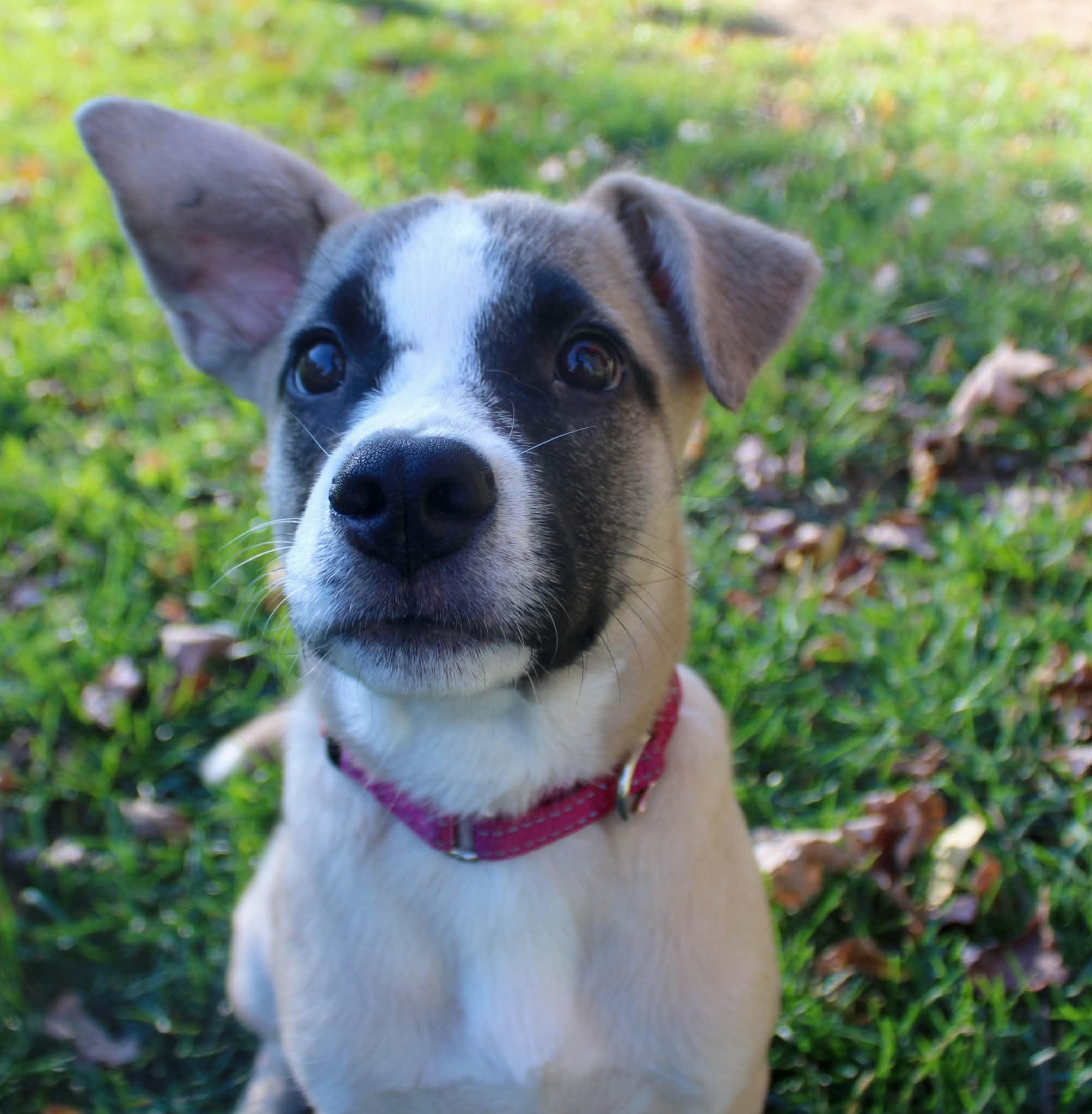 Clark, Adoptable, Puppy Male Mixed Breed.