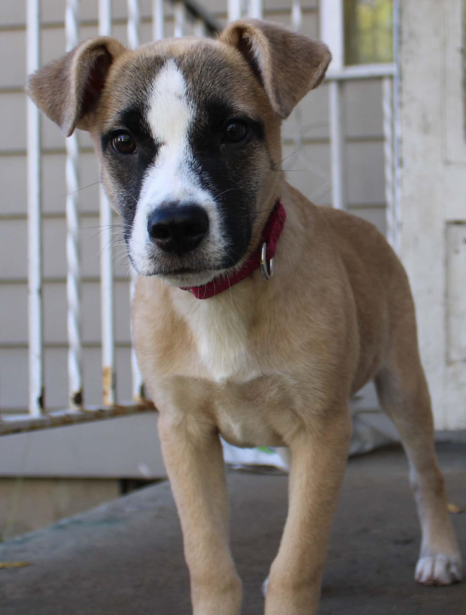 Enlarge Clark, a Adoptable Mixed Breed in Grand Rapids, MI image 3/4
