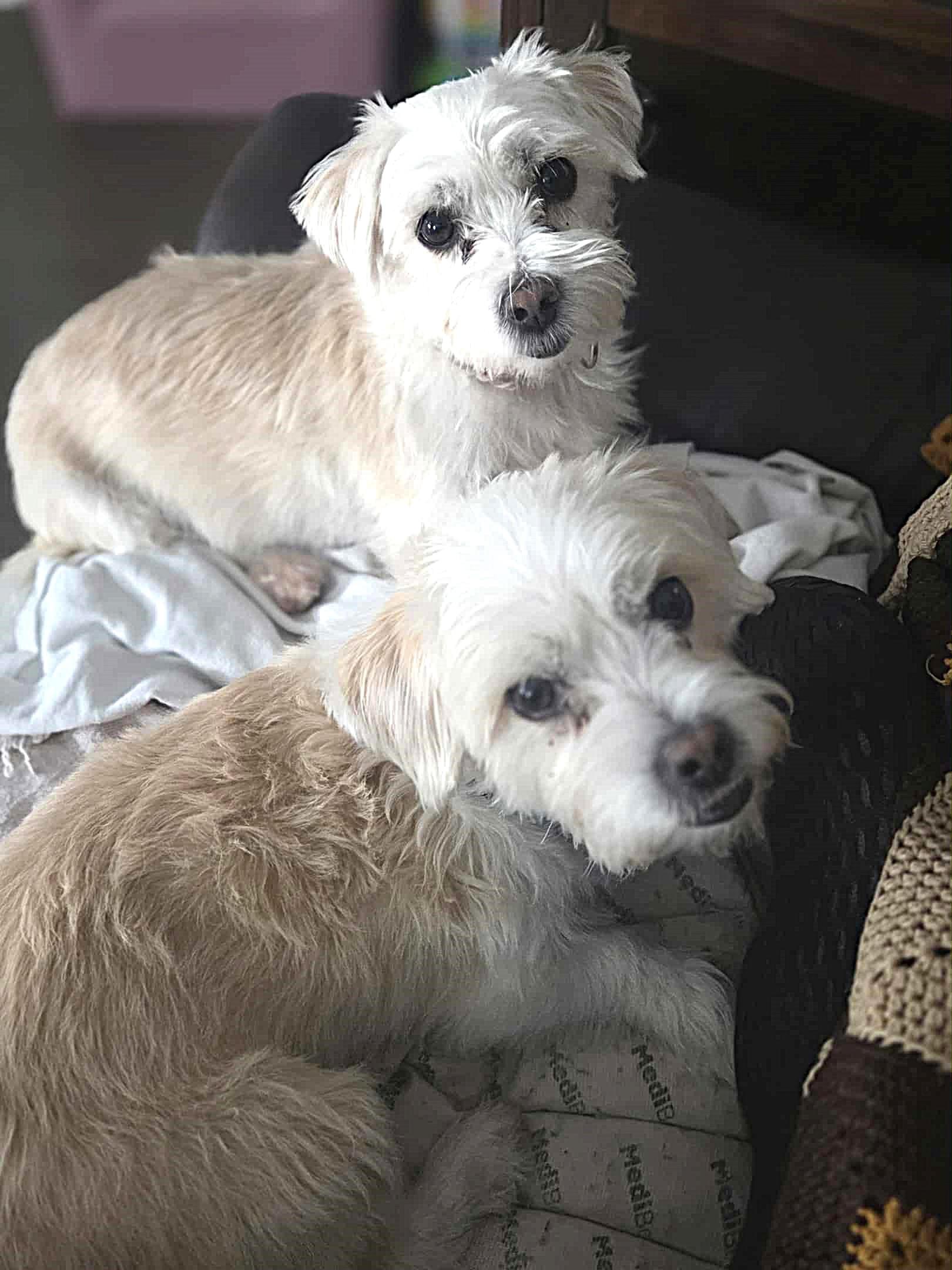 Enlarge Betti & Marli (bonded pair), an adoptable mixed breed in Toronto, ON image 1/6