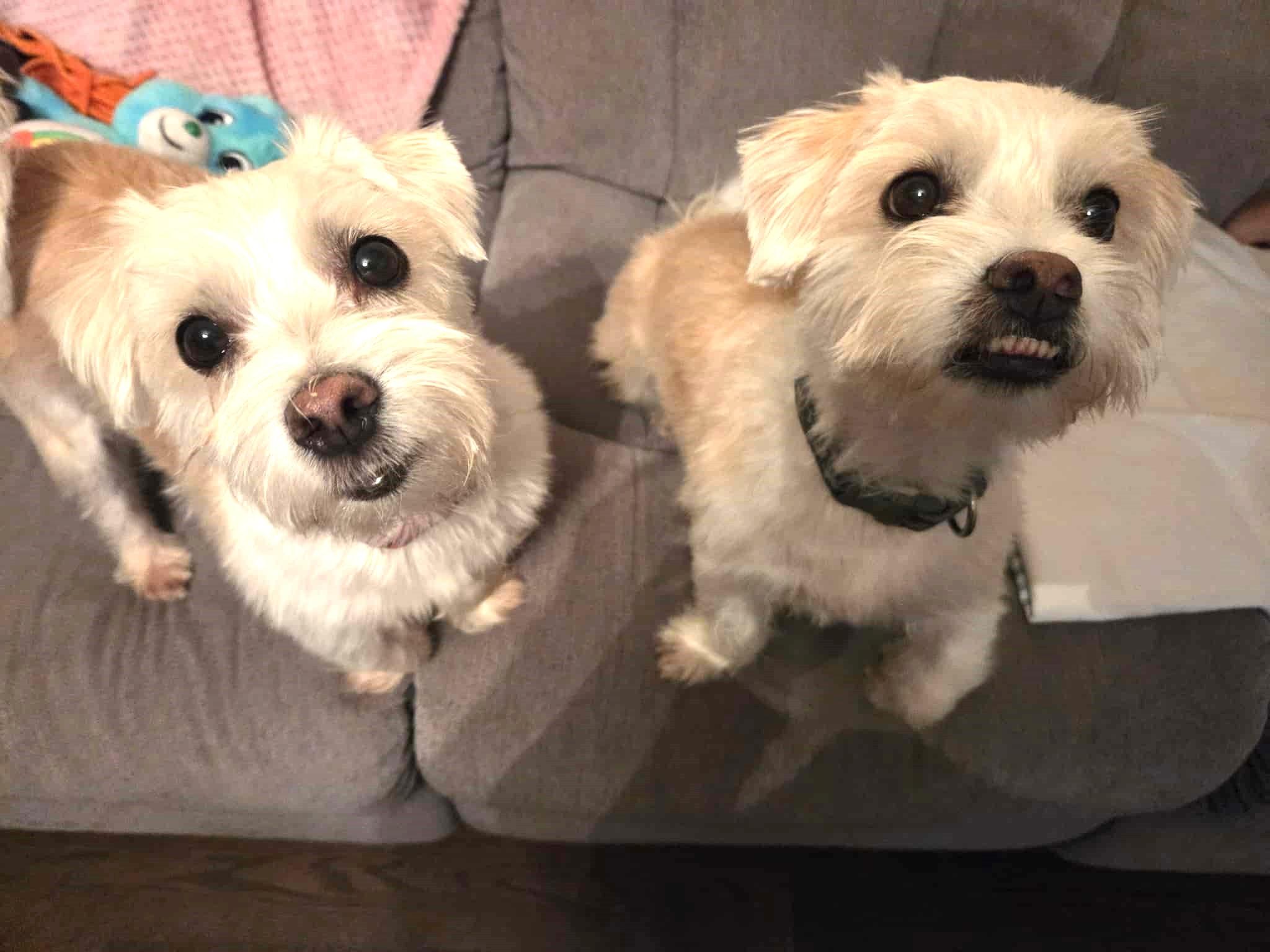 Enlarge Betti & Marli (bonded pair), an adoptable mixed breed in Toronto, ON image 2/6