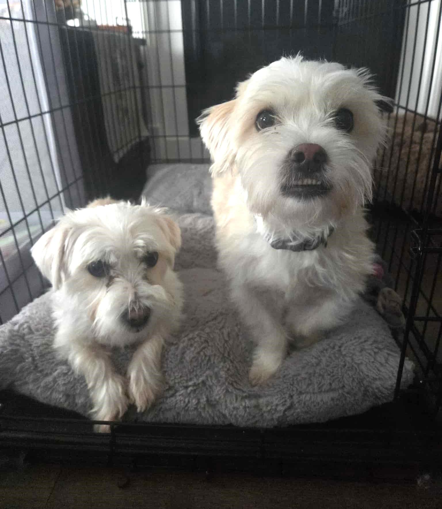 Enlarge Betti & Marli (bonded pair), an adoptable mixed breed in Toronto, ON image 3/6