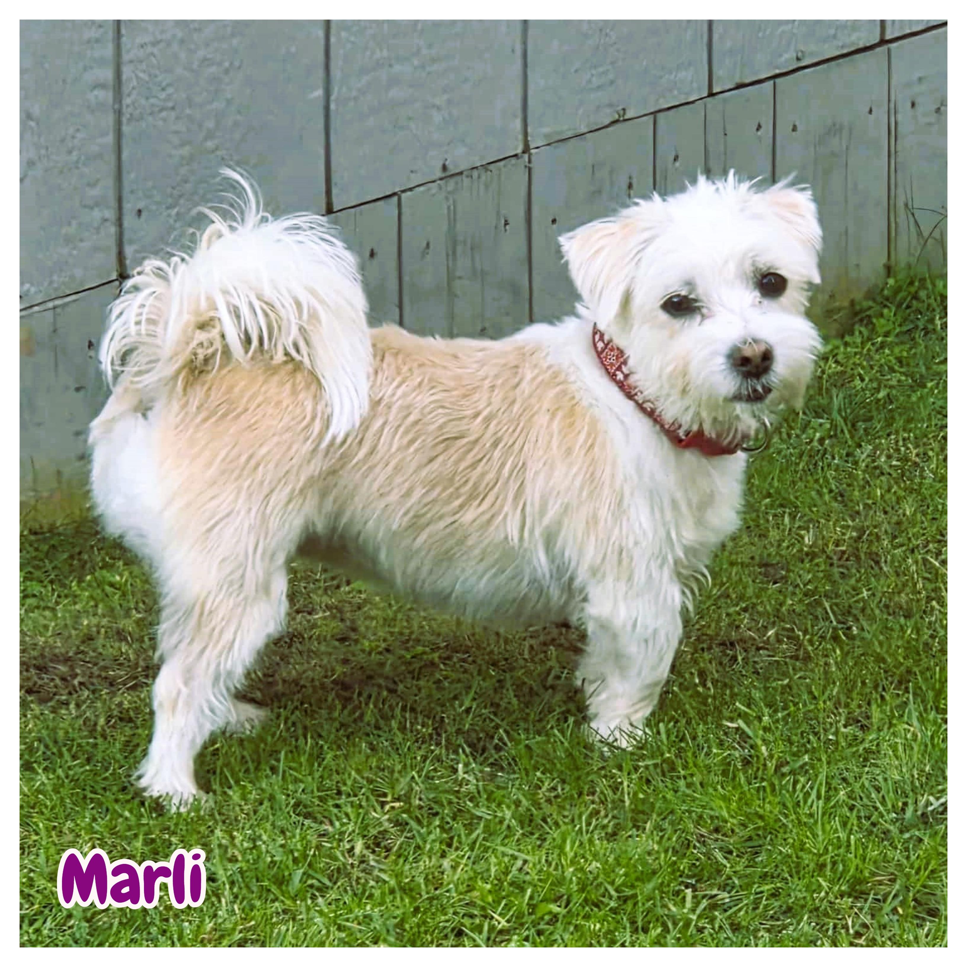 Enlarge Betti & Marli (bonded pair), an adoptable mixed breed in Toronto, ON image 4/6