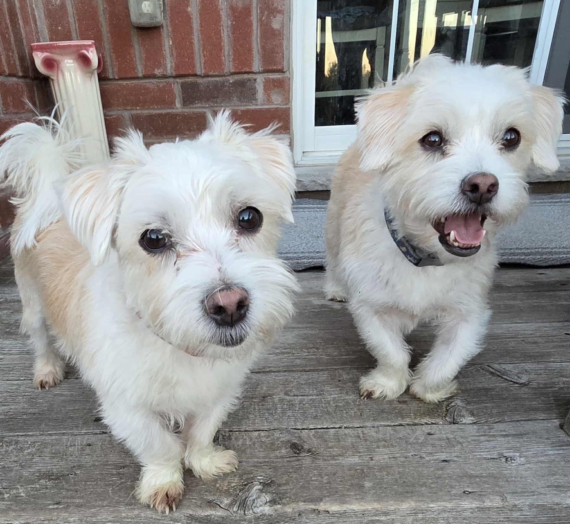 Betti & Marli (bonded pair)