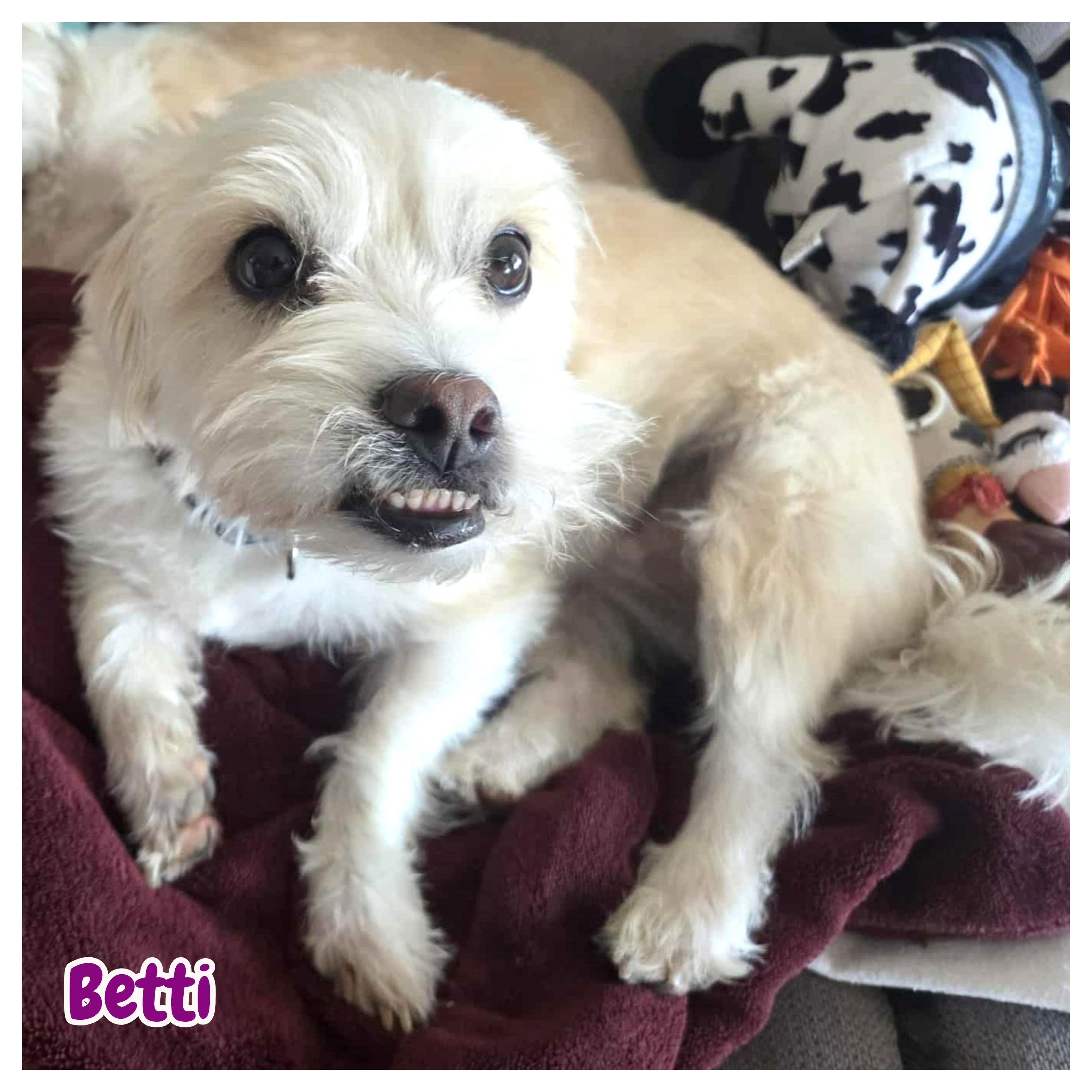 Enlarge Betti & Marli (bonded pair), an adoptable mixed breed in Toronto, ON image 6/6