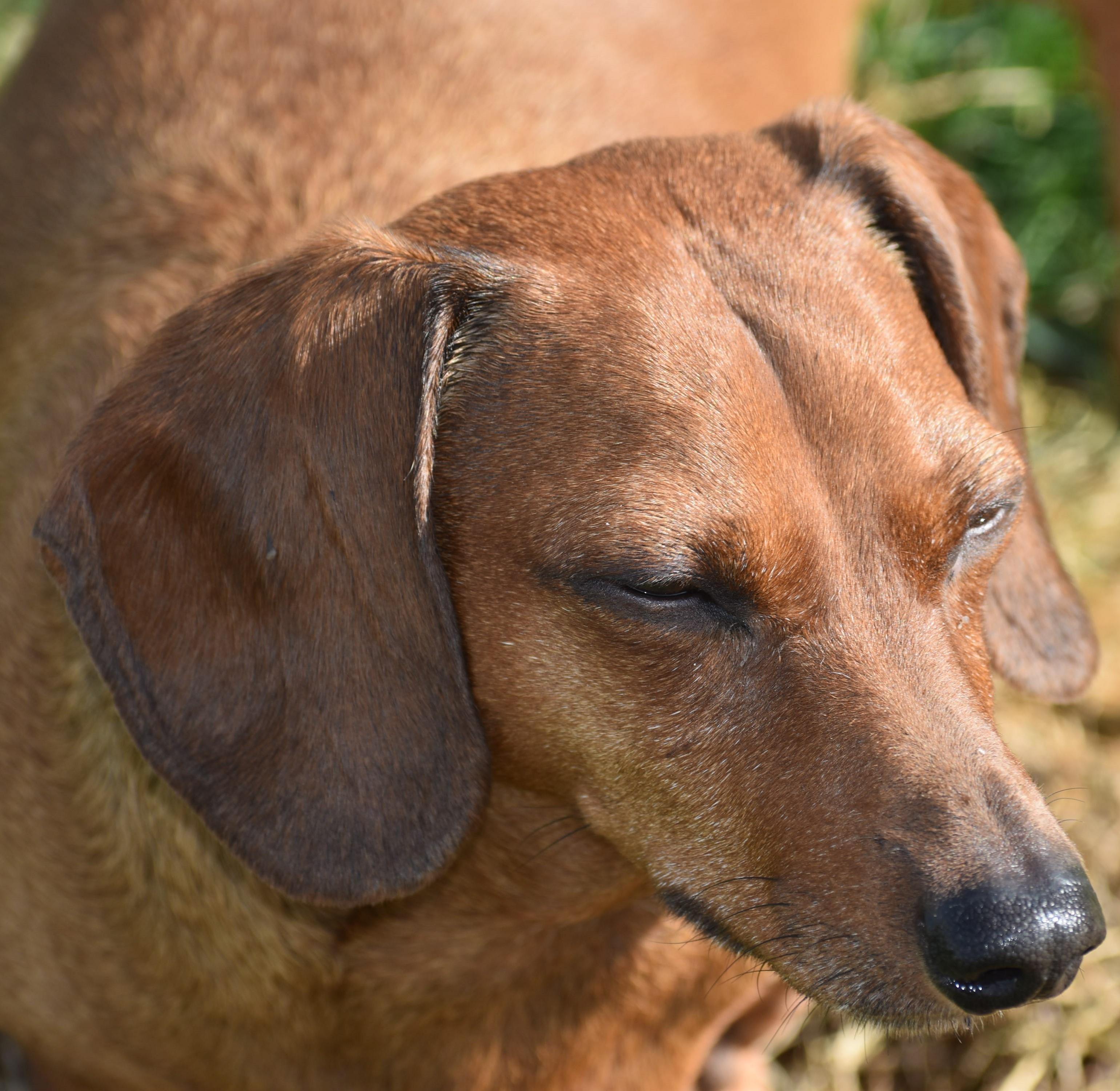 Enlarge Luke in NC, a ADOPTABLE Dachshund in Shelbyville, TN image 6/6