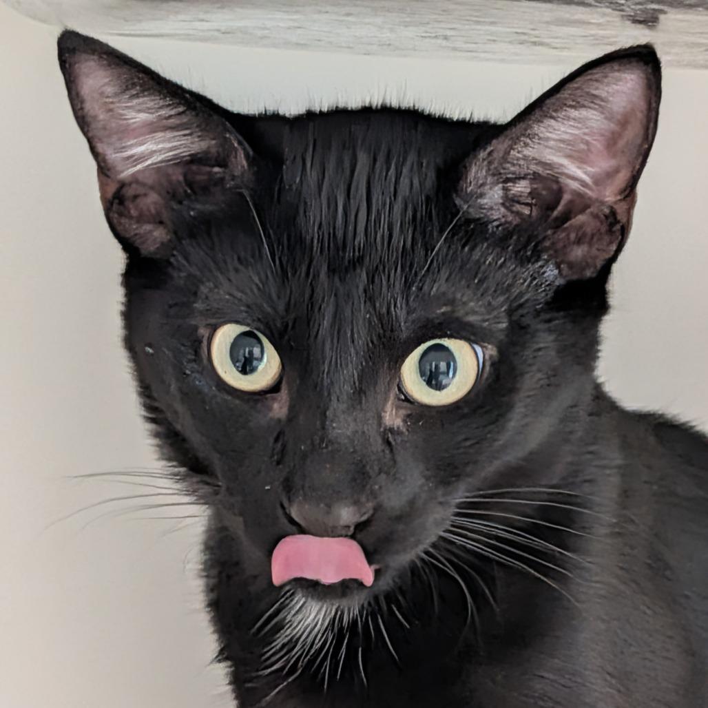 Raven, Adoptable, Kitten Male Domestic Short Hair.