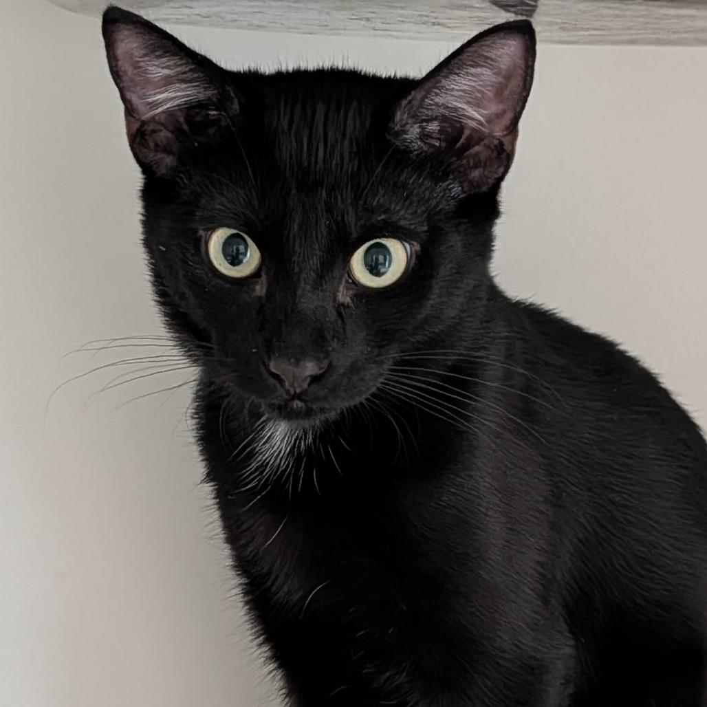 Enlarge Raven, a Adoptable Domestic Short Hair in Long Beach, CA image 2/4