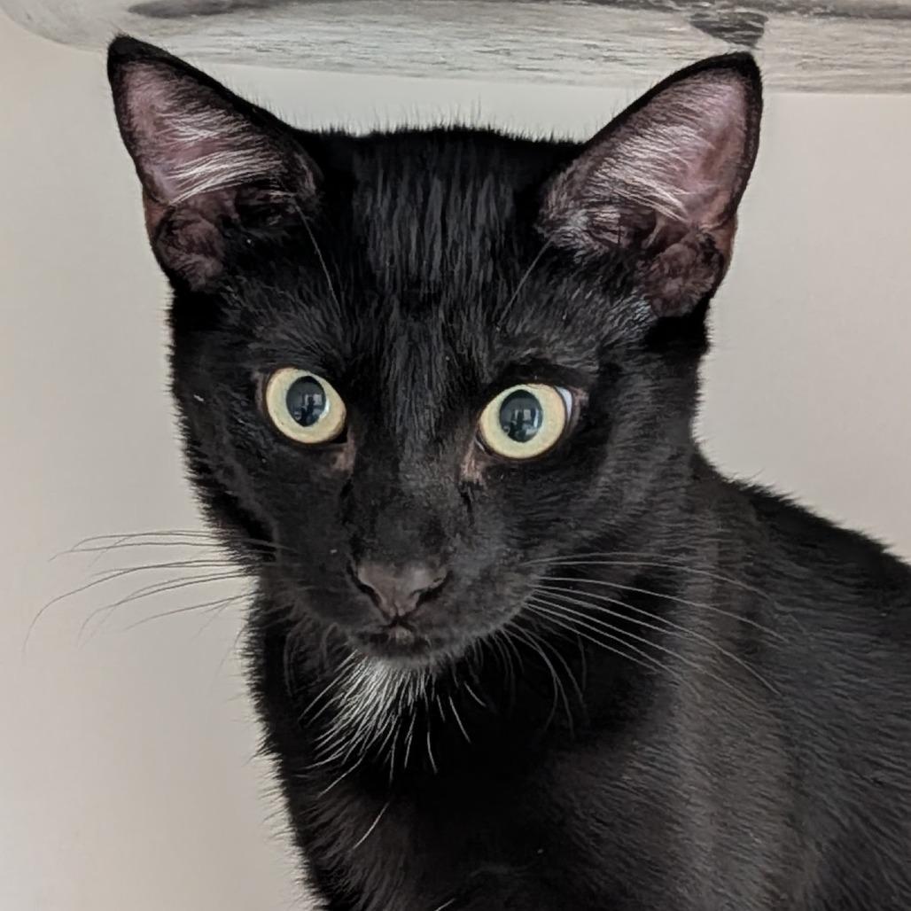 Enlarge Raven, a Adoptable Domestic Short Hair in Long Beach, CA image 3/4