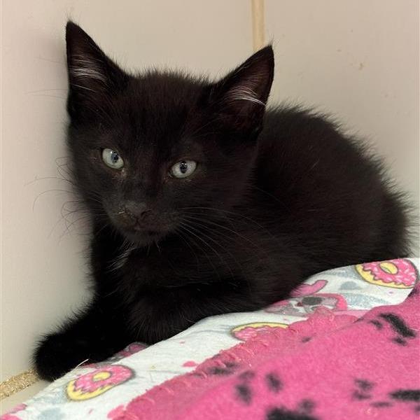 Enlarge Raven, a Adoptable Domestic Short Hair in Long Beach, CA image 4/4