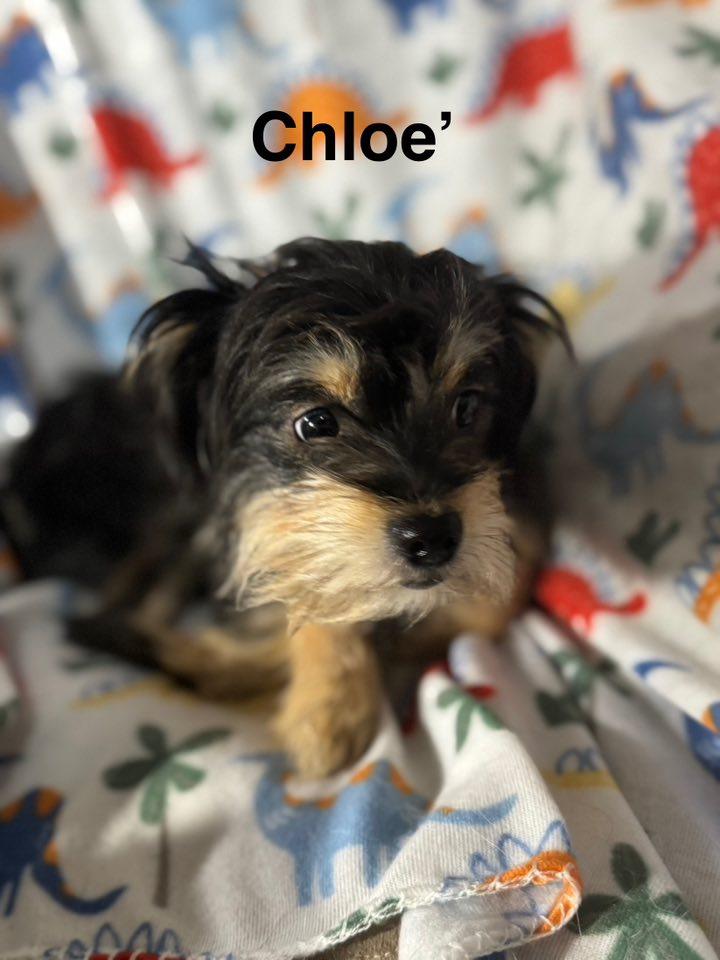 Chloe'