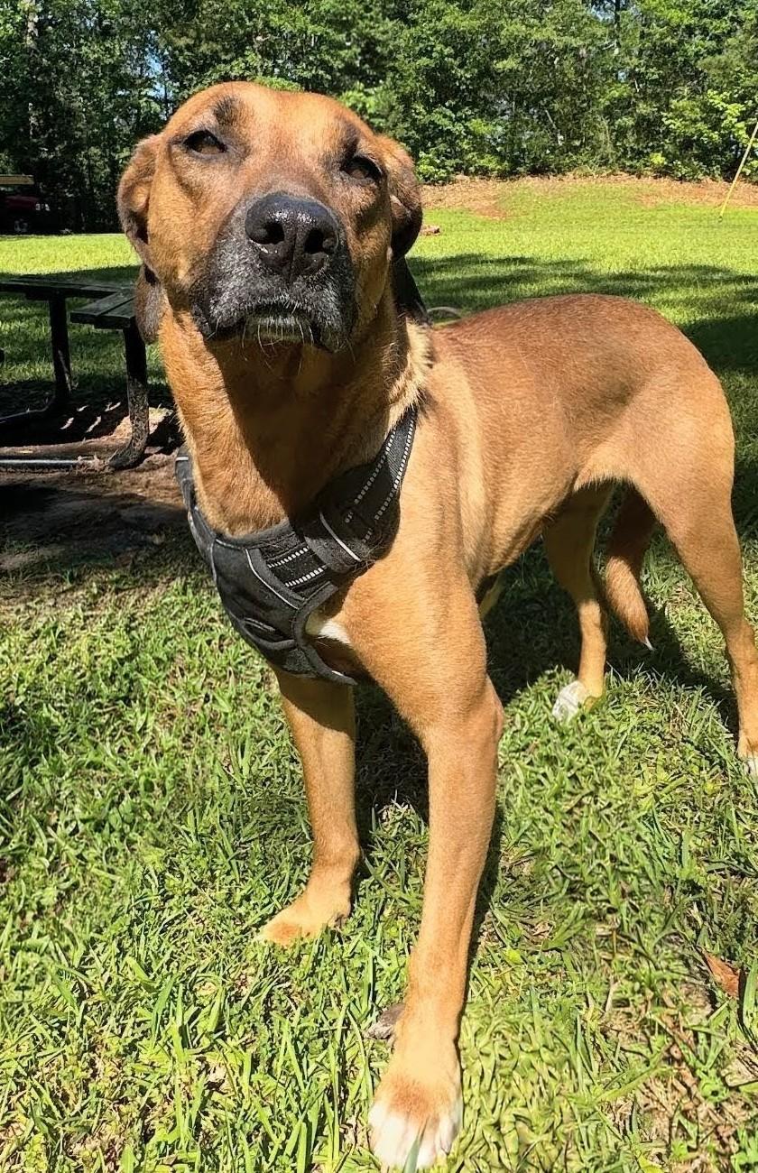 Enlarge Beth, an adopted mixed breed in Jackson, MS image 4/6