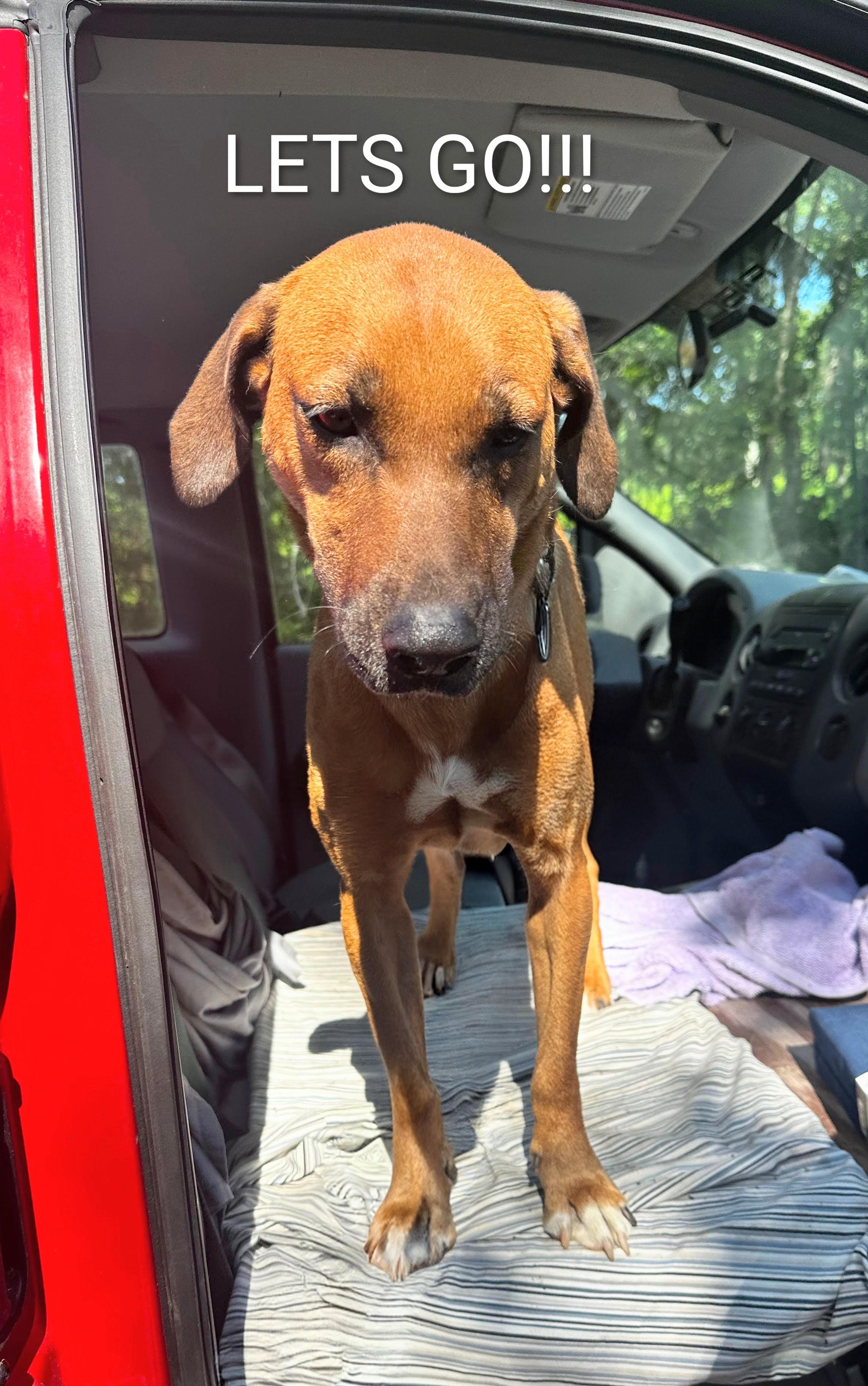 Enlarge Beth, an adopted mixed breed in Jackson, MS image 5/6