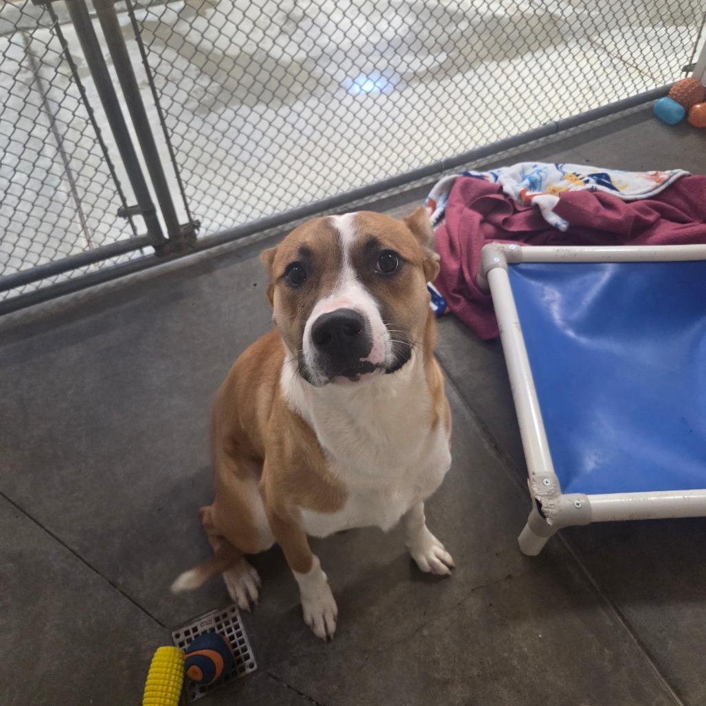 Dude, Adoptable, Adult Male Mixed Breed.