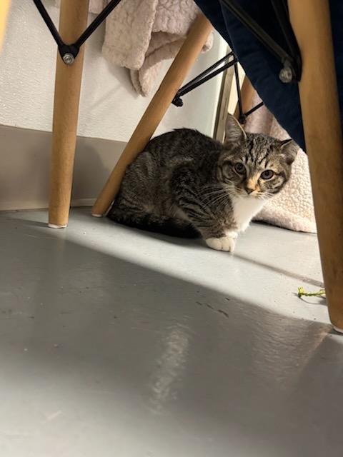 Zak, Adoptable, Young Male Domestic Short Hair.