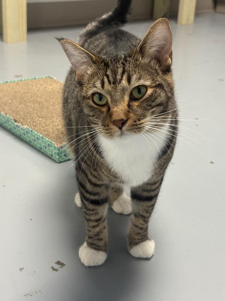 Enlarge Zak, a Adoptable mixed breed in Batesville, AR image 1/2