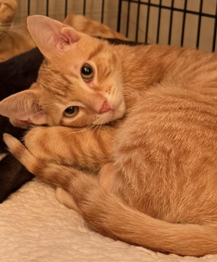 Devon, Adoptable, Young Male Domestic Short Hair.