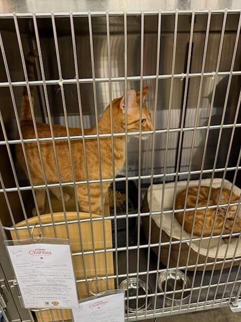 Enlarge Devon, a Adoptable Domestic Short Hair in Covington, LA image 2/2