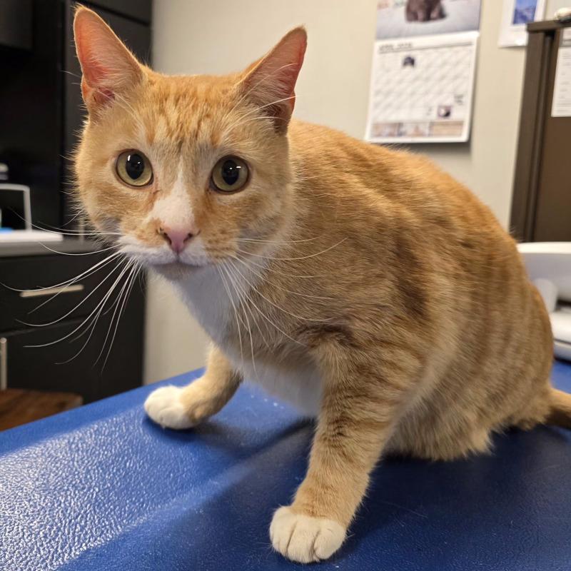 Vulcan, a Adoptable Domestic Short Hair in Yankton, SD image 1/5