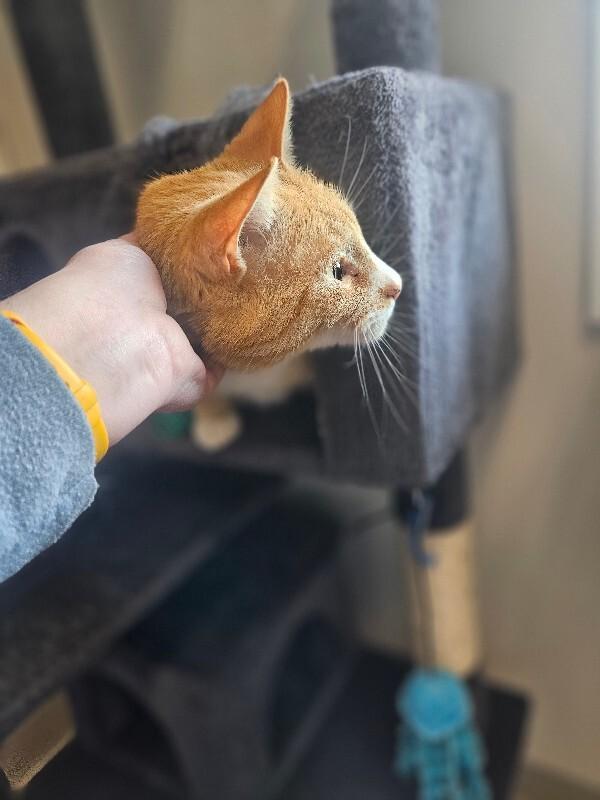 Vulcan, a Adoptable Domestic Short Hair in Yankton, SD image 2/5
