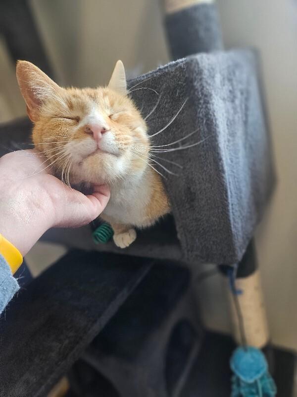 Vulcan, a Adoptable Domestic Short Hair in Yankton, SD image 3/5