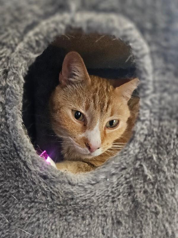 Vulcan, a Adoptable Domestic Short Hair in Yankton, SD image 4/5