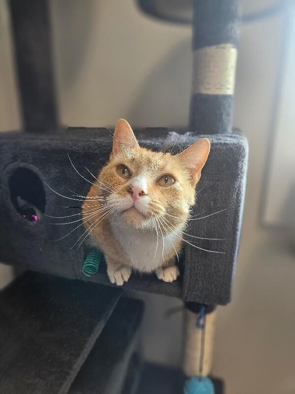 Vulcan, a Adoptable Domestic Short Hair in Yankton, SD image 5/5