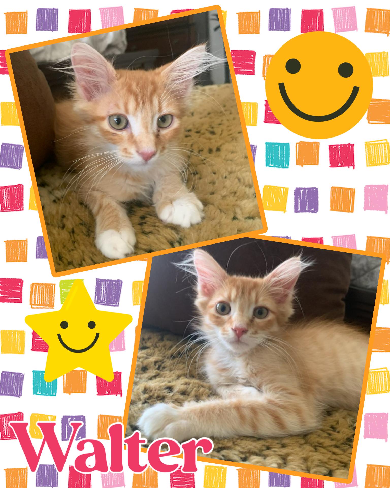 Walter, adopted, Kitten Male Tabby.