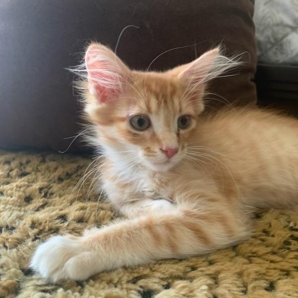 Walter, an adopted Tabby in Pasco, WA image 2/6