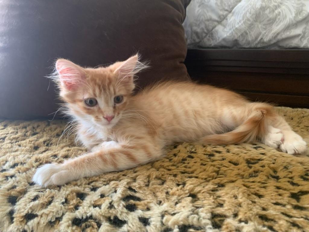 Walter, an adopted Tabby in Pasco, WA image 5/6
