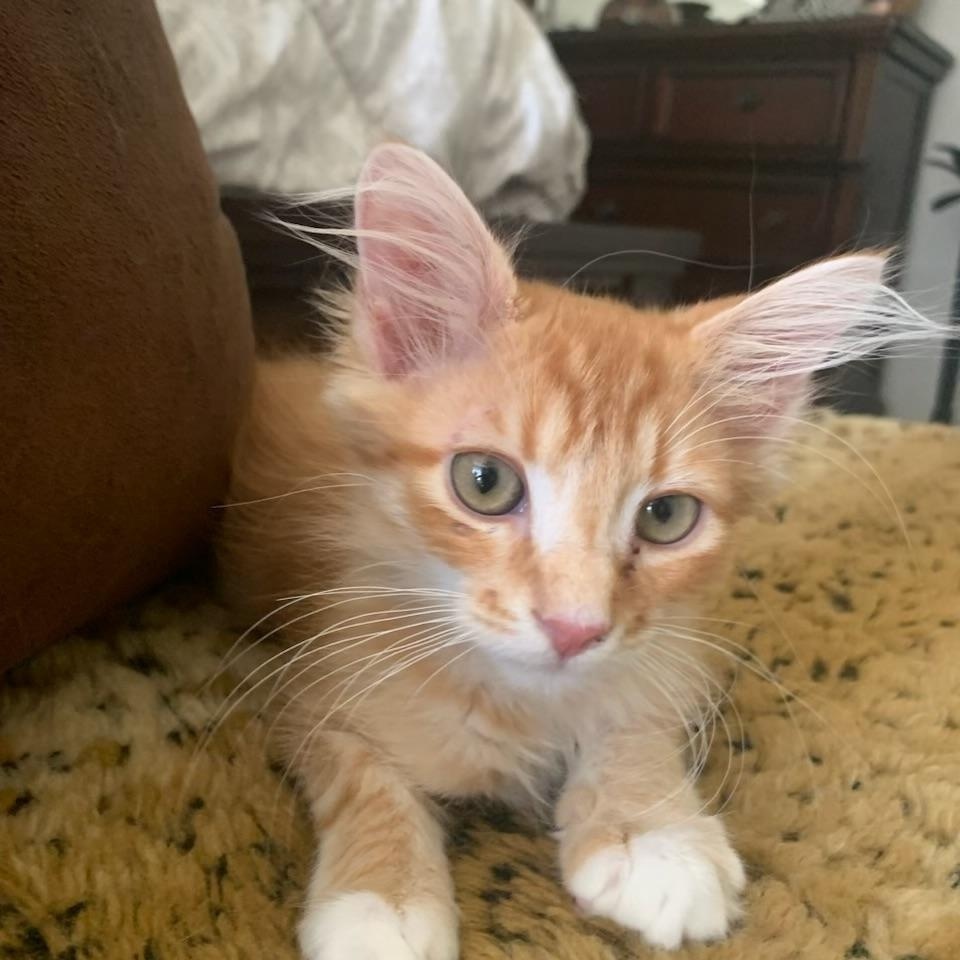 Walter, an adopted Tabby in Pasco, WA image 6/6