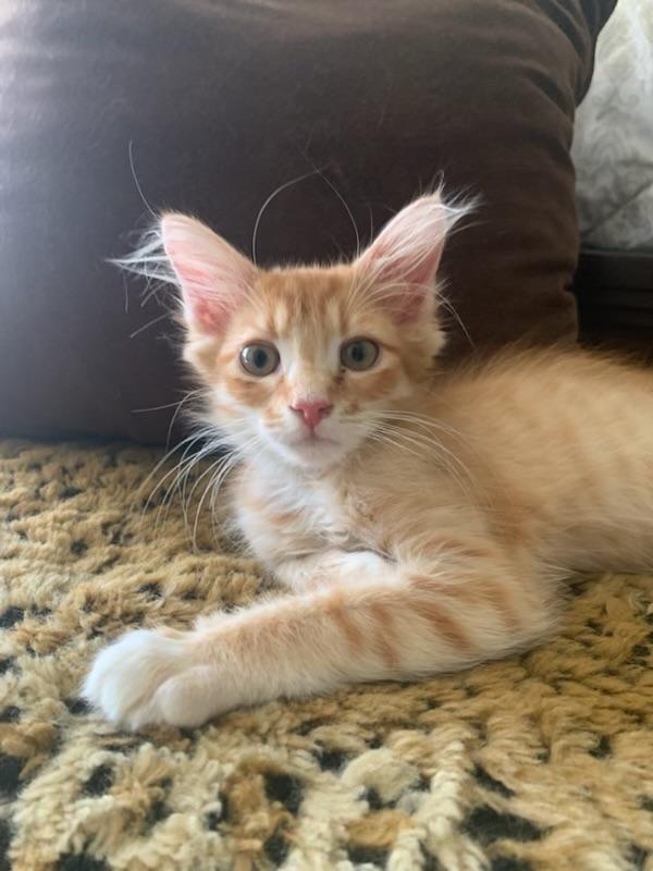 Walter, an adopted Tabby in Pasco, WA image 4/6