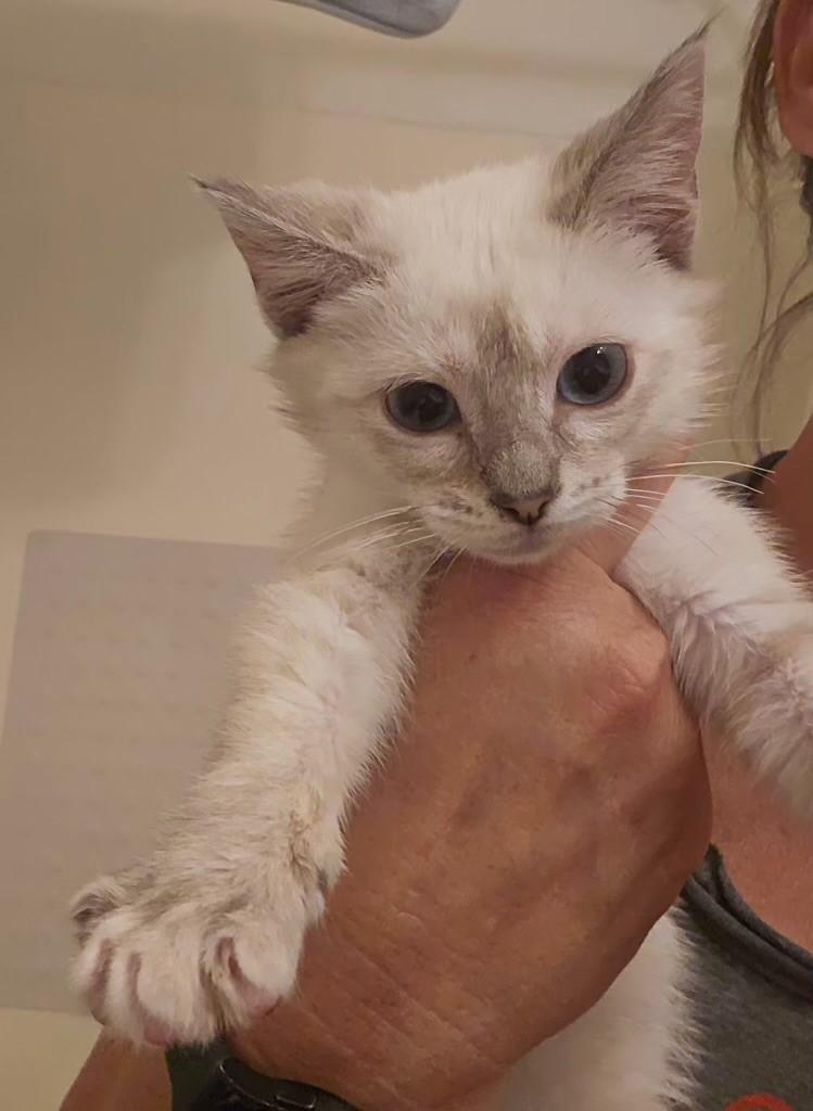 Enlarge Coconut, an adopted mixed breed in Mesa, AZ image 3/4