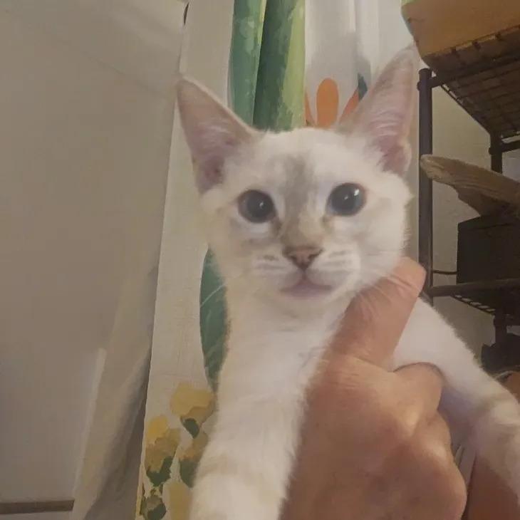 Enlarge Coconut, an adopted mixed breed in Mesa, AZ image 1/4