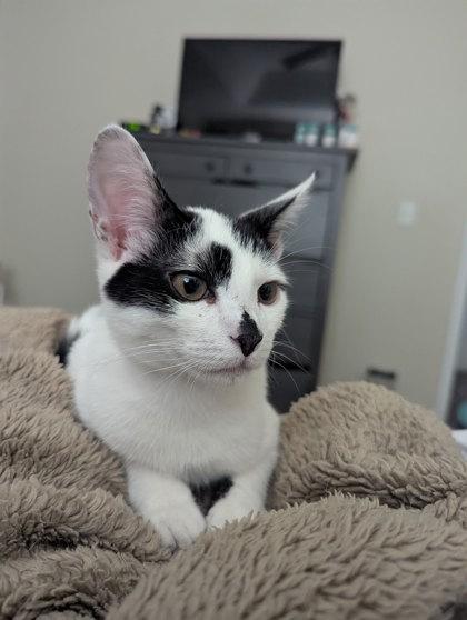 Porter Pounce, Adoptable, Kitten Male Domestic Short Hair & Domestic Short Hair.