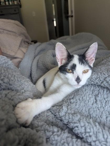 Enlarge Porter Pounce, a Adoptable Domestic Short Hair in Savannah, GA image 2/3