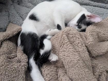 Enlarge Porter Pounce, a Adoptable Domestic Short Hair in Savannah, GA image 3/3