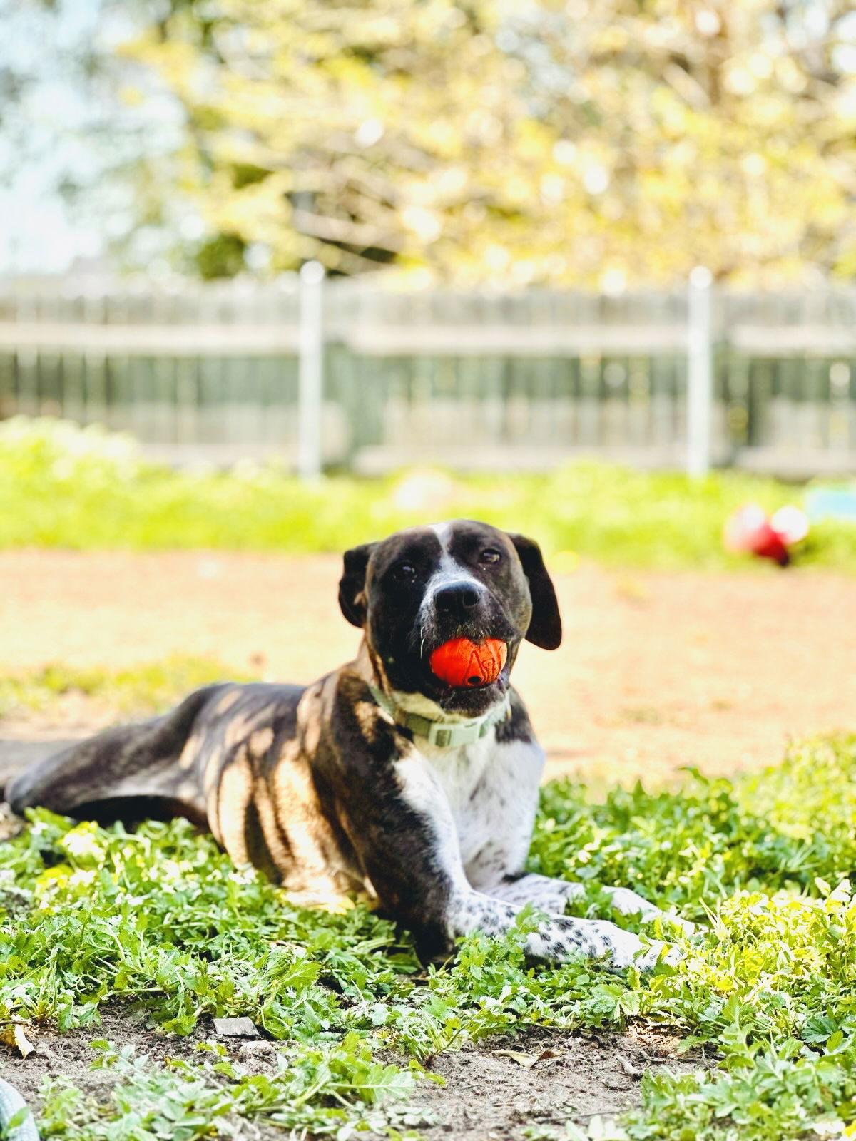 Daisy, a Adoptable mixed breed in San Diego, CA image 1/3