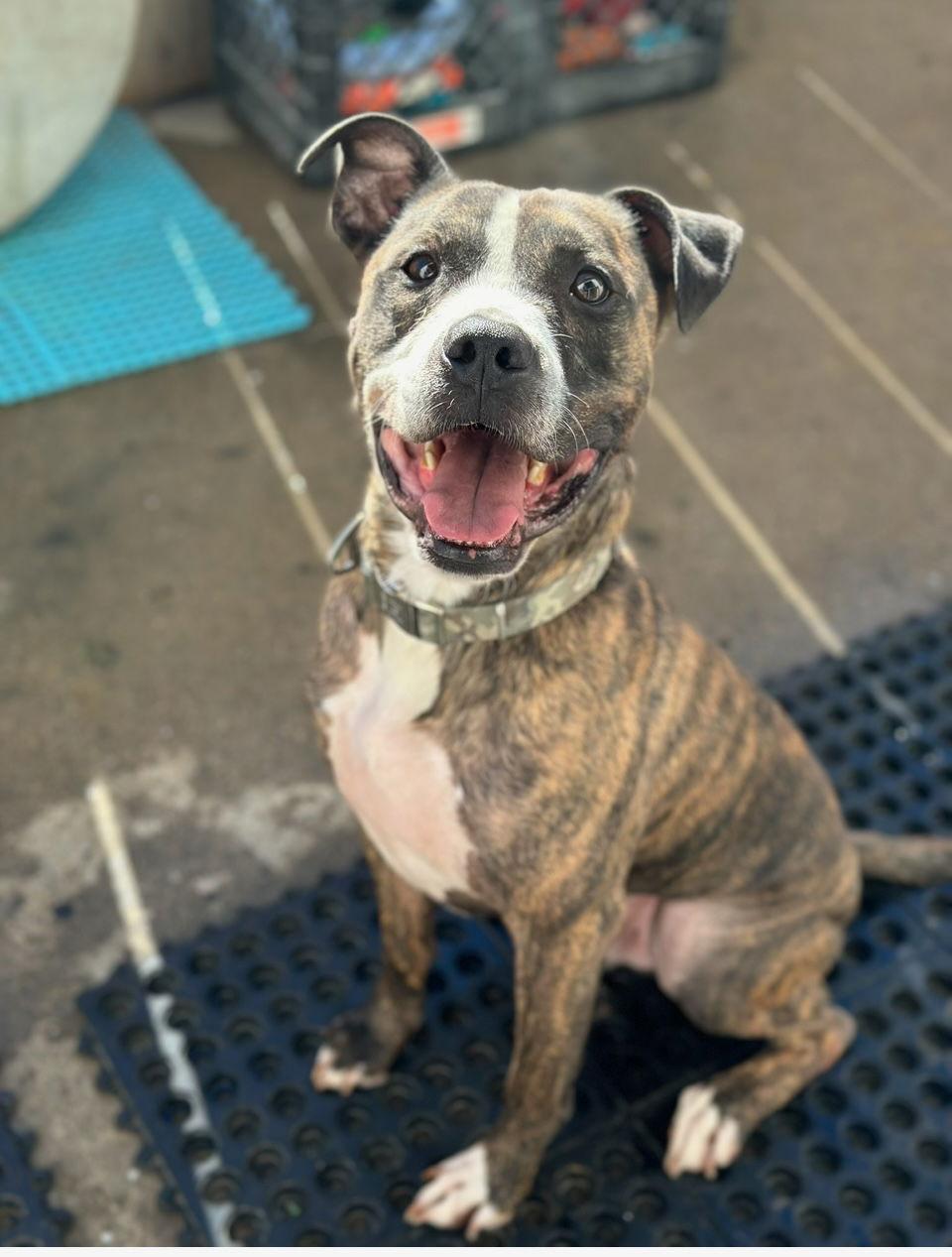 Daisy, a Adoptable mixed breed in San Diego, CA image 2/3