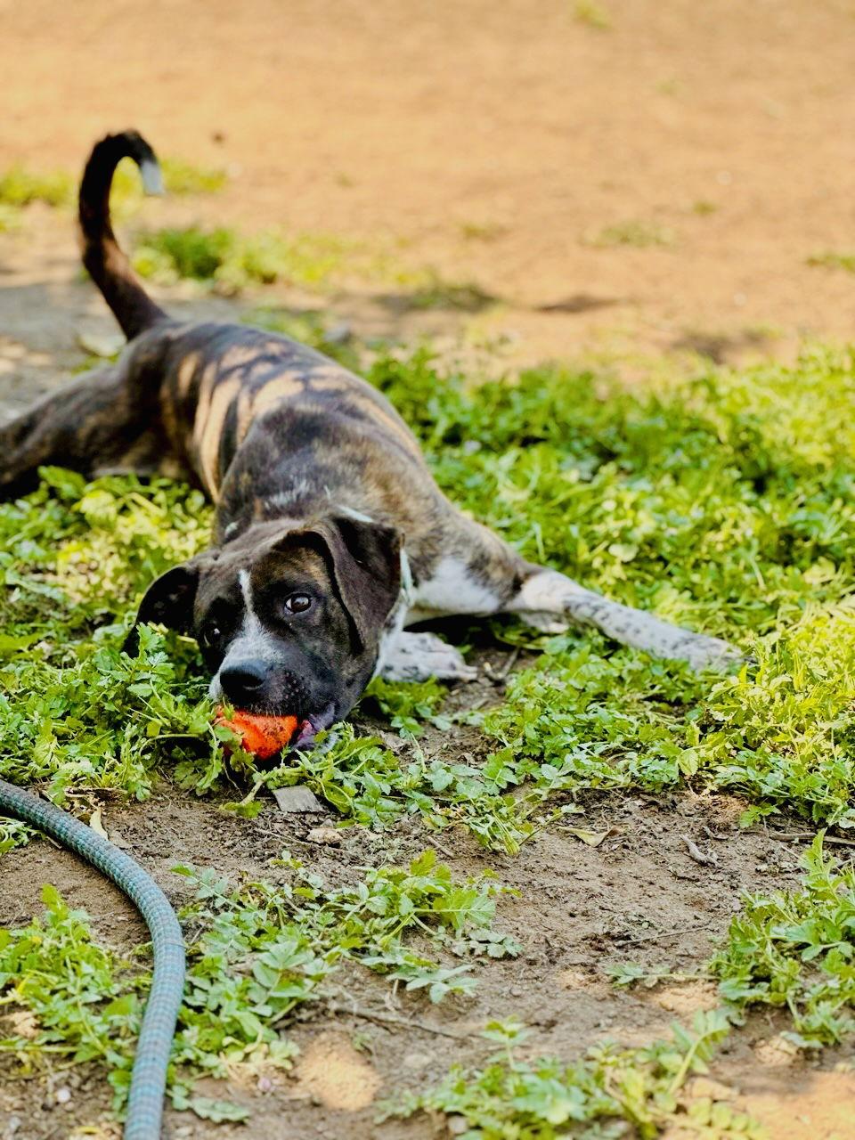 Daisy, a Adoptable mixed breed in San Diego, CA image 3/3