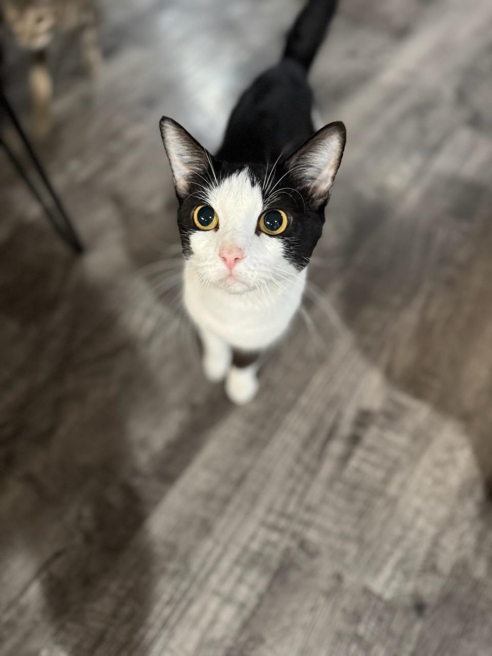 Enlarge Pheonic, a ADOPTABLE Domestic Short Hair in North Richland Hills, TX image 1/4