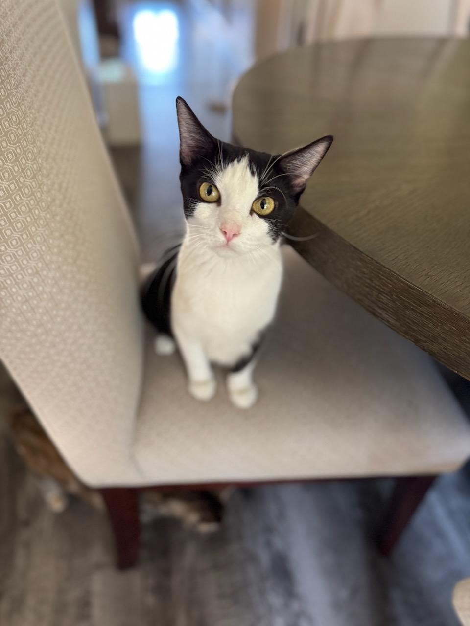 Enlarge Pheonic, a ADOPTABLE Domestic Short Hair in North Richland Hills, TX image 4/4